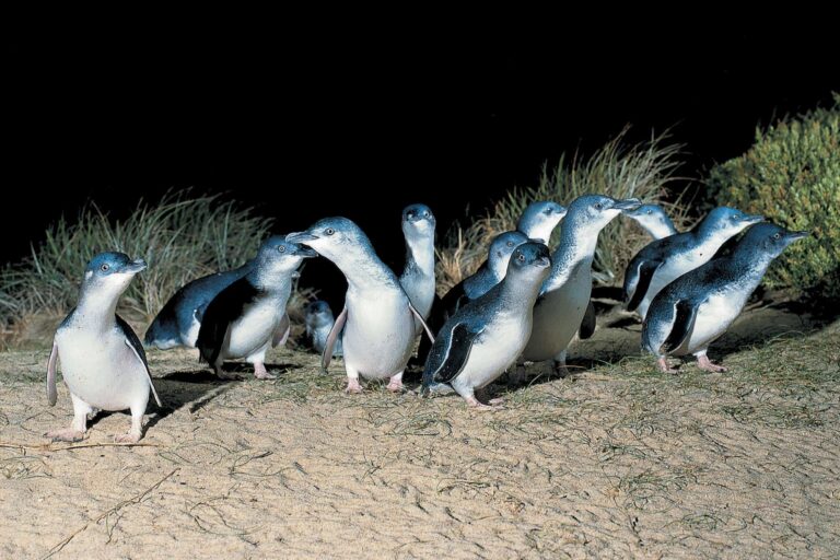 australia victoria phillip island little penguin parade tvic
