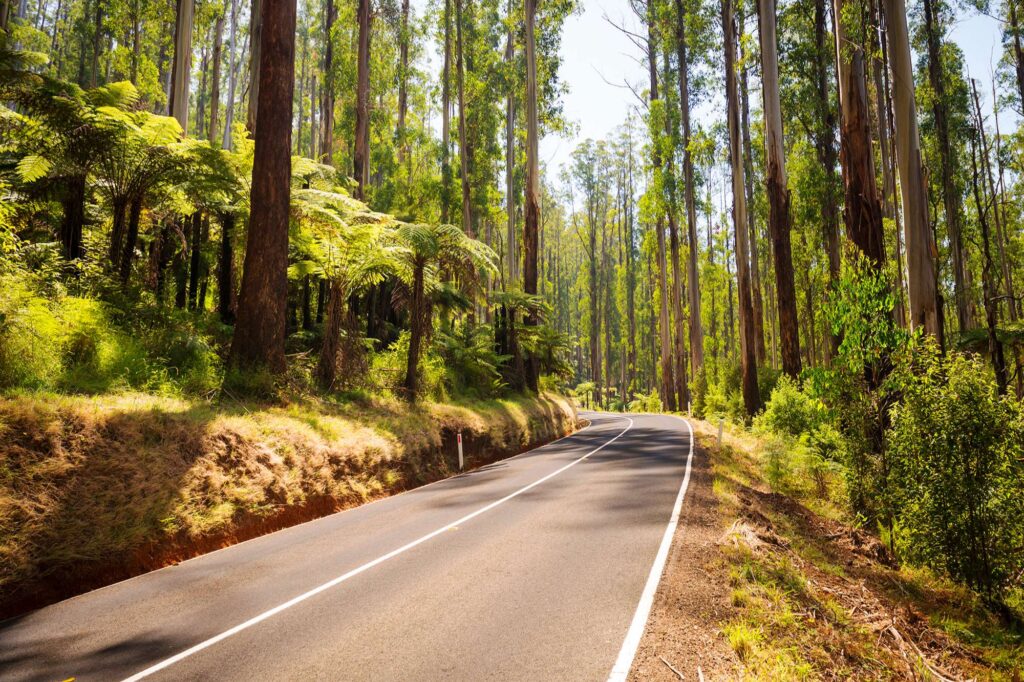 australia victoria road through forest yarra valley istk