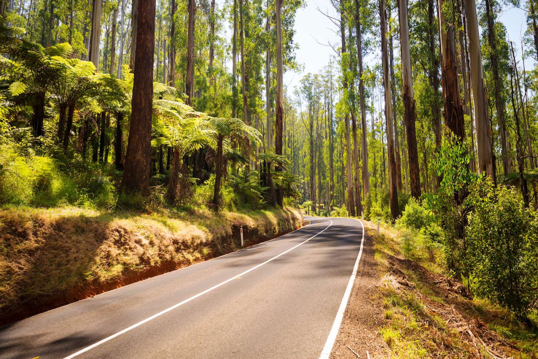 australia victoria road through forest yarra valley istk