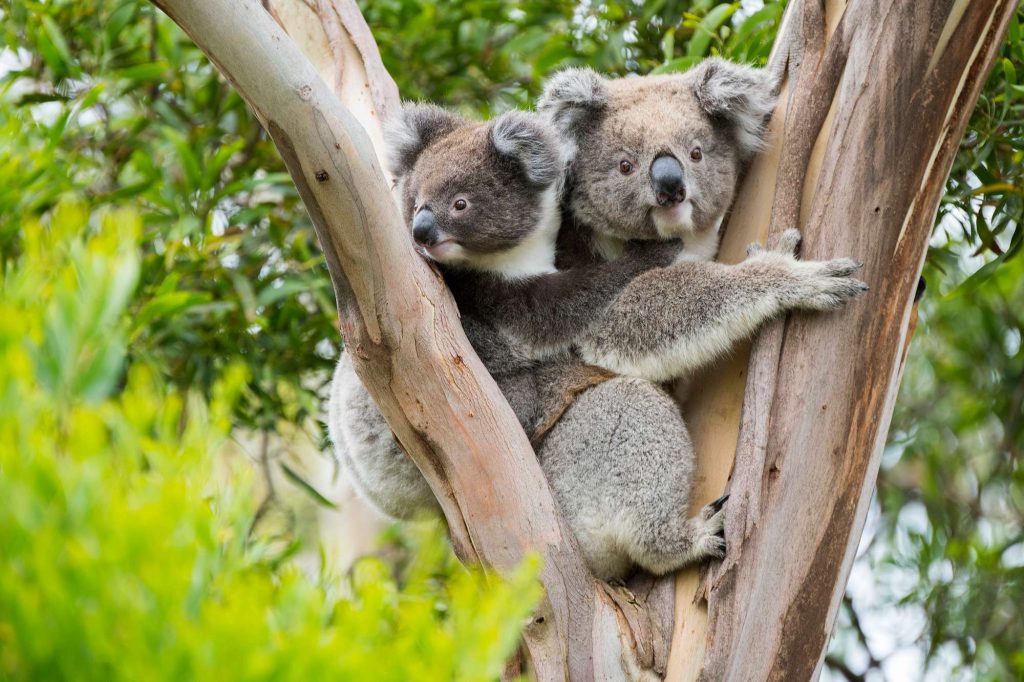 australia wildlife koala in euycalyptus tree istk