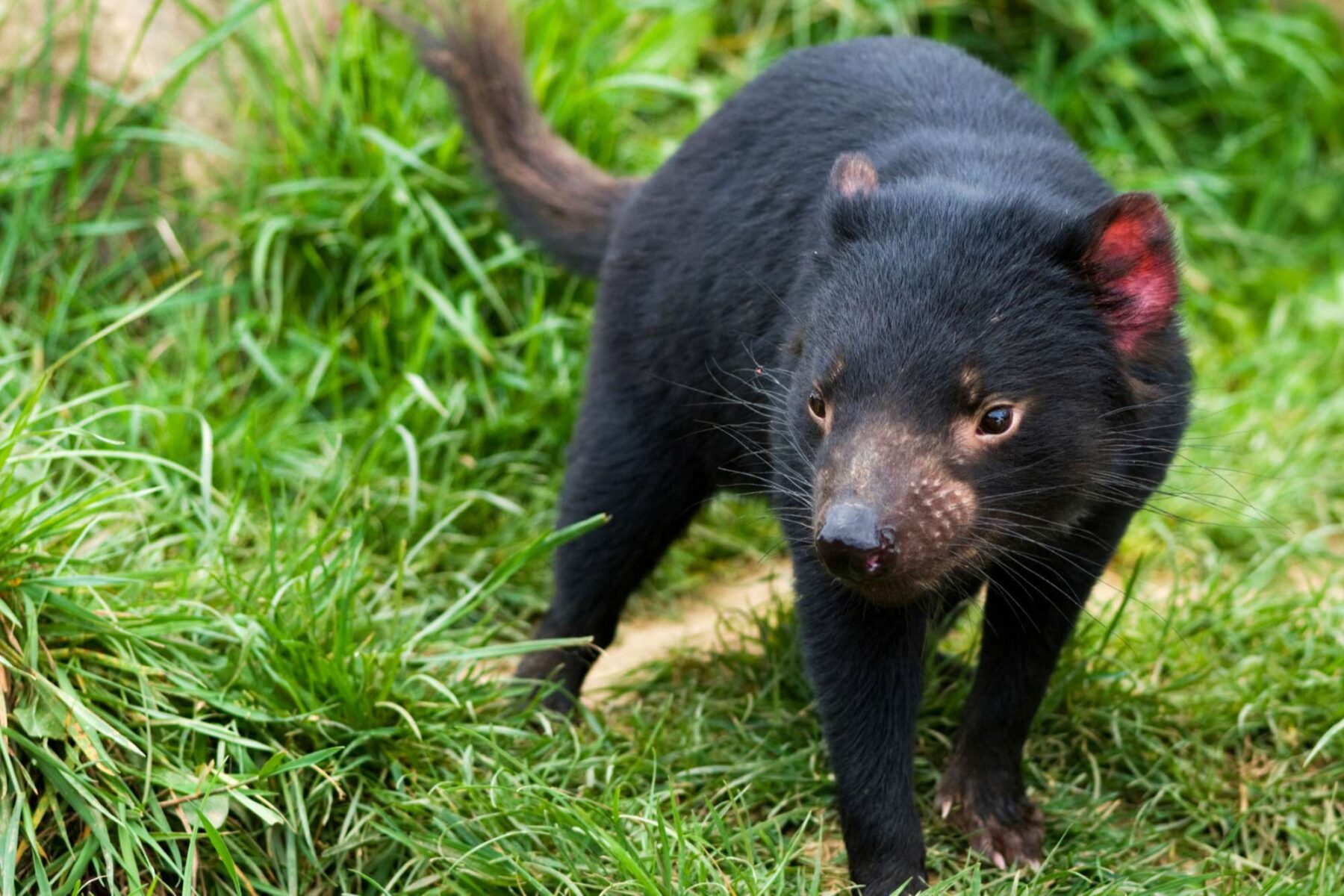 australia wildlife tasmanian devil istk