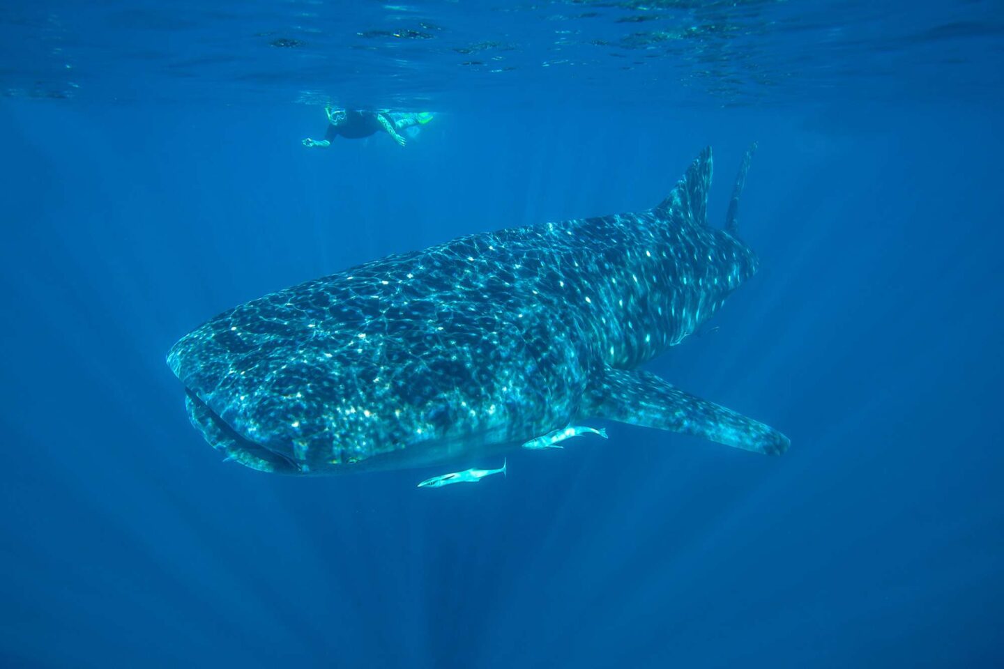western australia snorkelling with whale shark at ningaloo reef istk