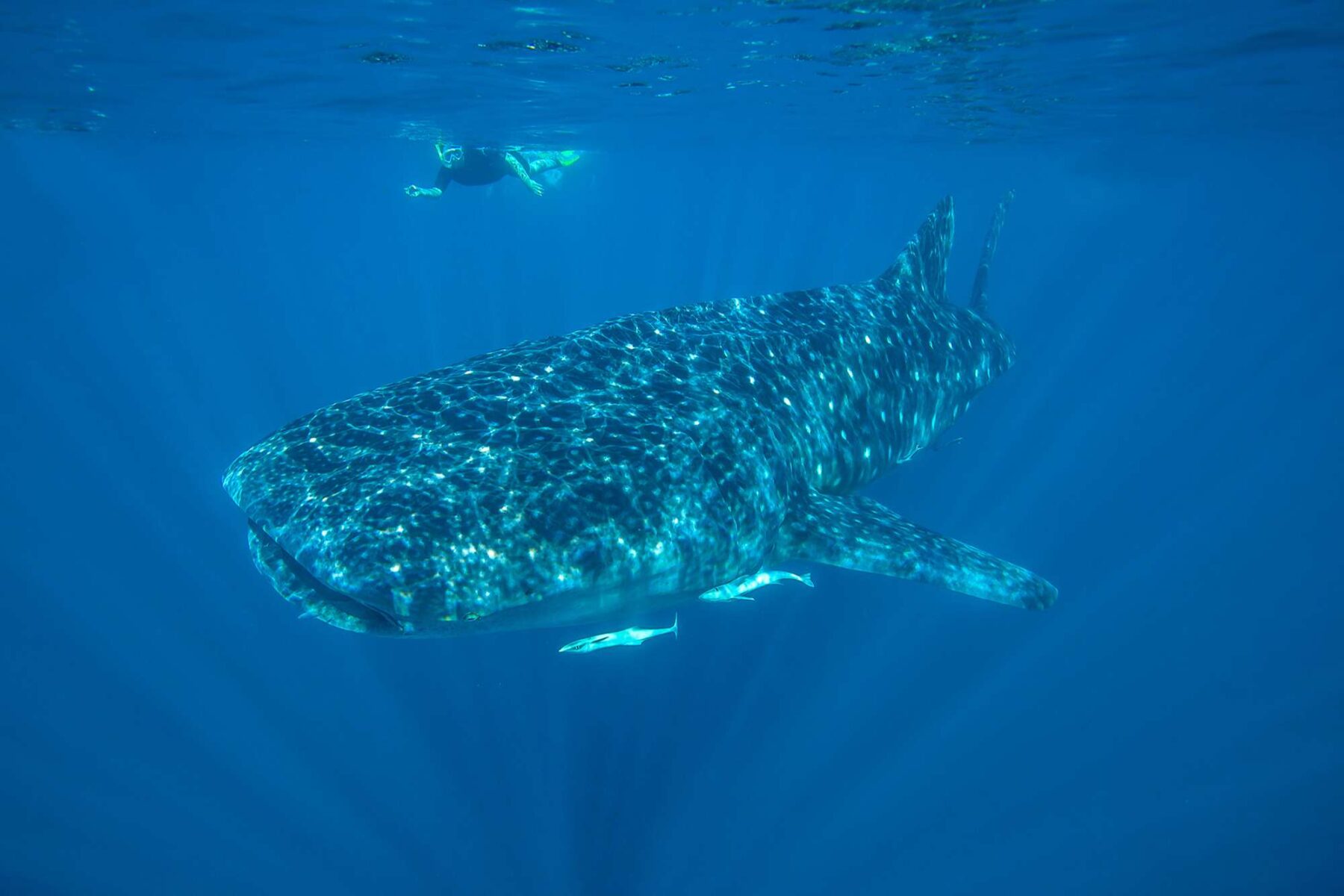 western australia snorkelling with whale shark at ningaloo reef istk