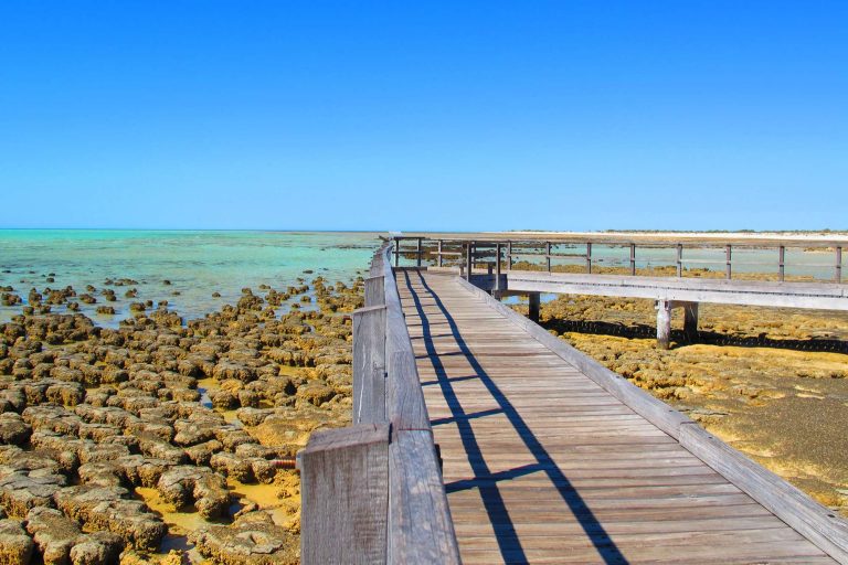 western australia stromatolites hamelin pool shark bay adstk