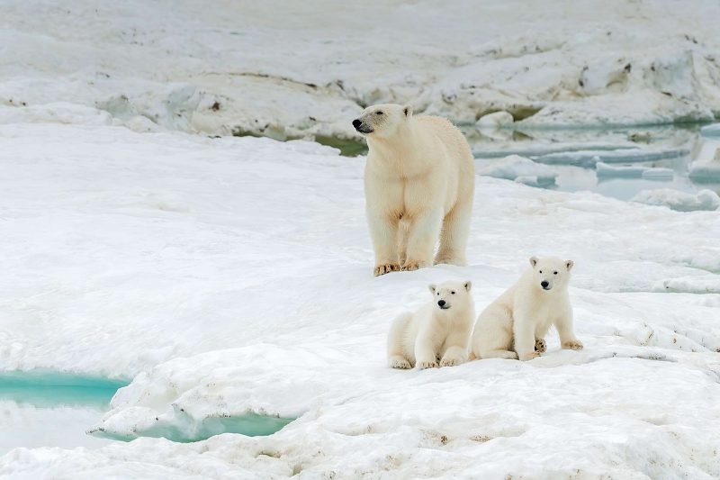 wrangel island polar bear family istk