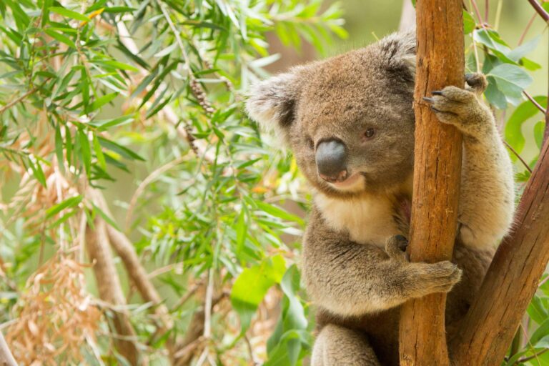 australia wildlife koala in tree istk