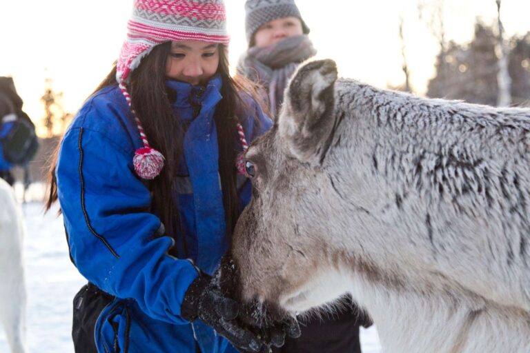 finnish lapland visiting reindeer farm nellim