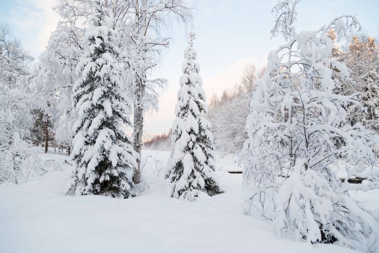 swedish lapland winter wilderness around loggers lodge