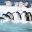 antarctica adelie penguins diving from iceberg astk
