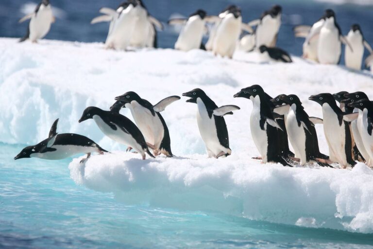 antarctica adelie penguins diving from iceberg astk