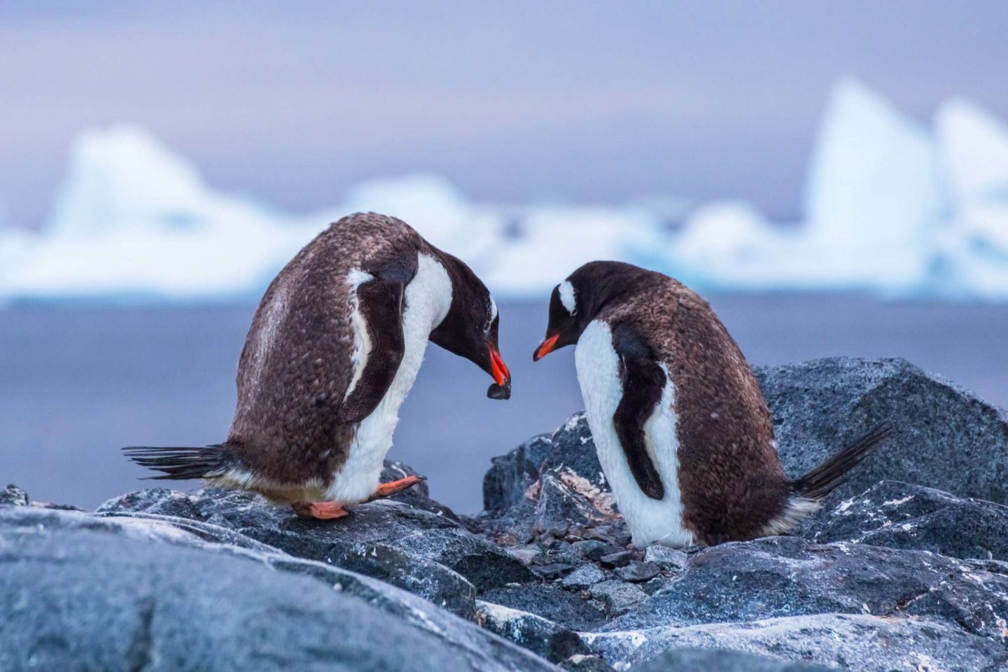 antarctica gentoo penguins building nest istk