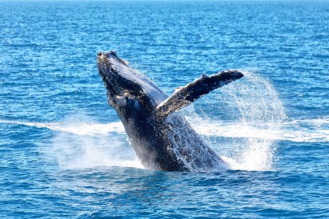 australia humpback whale breaching astk