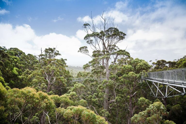 western australia treetop walk valley of the giants istk