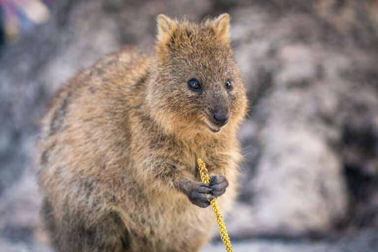 australia quokka small marsupial astk