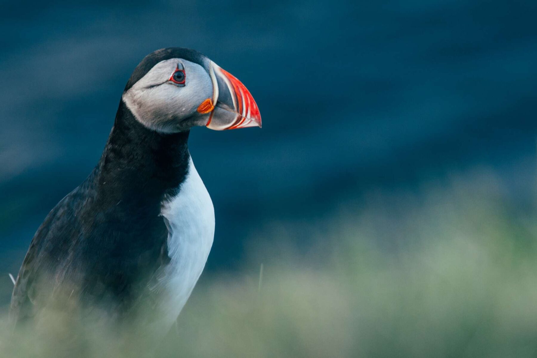 iceland atlantic puffin gt