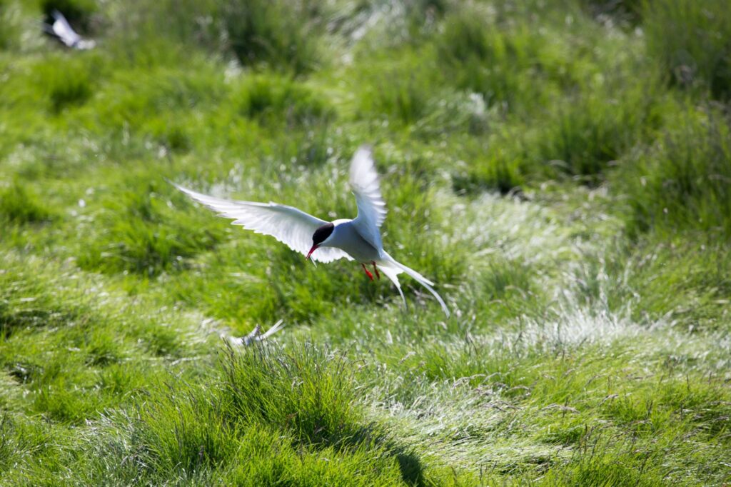 iceland birdlife arctic tern wg