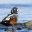 iceland birdlife harlequin duck istk