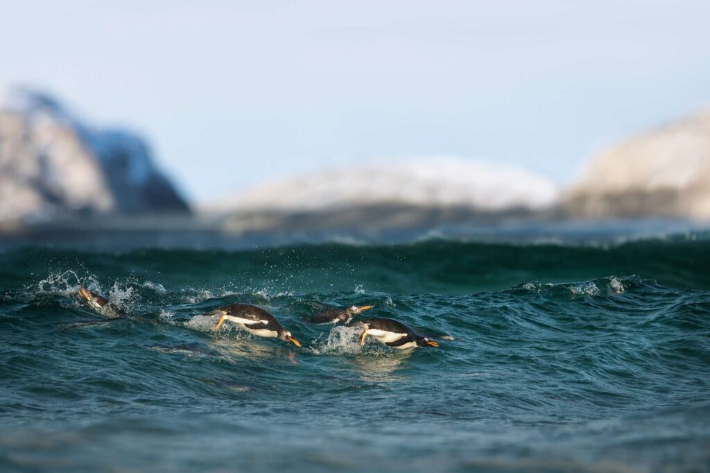 antarctica gentoo penguins swimming astk