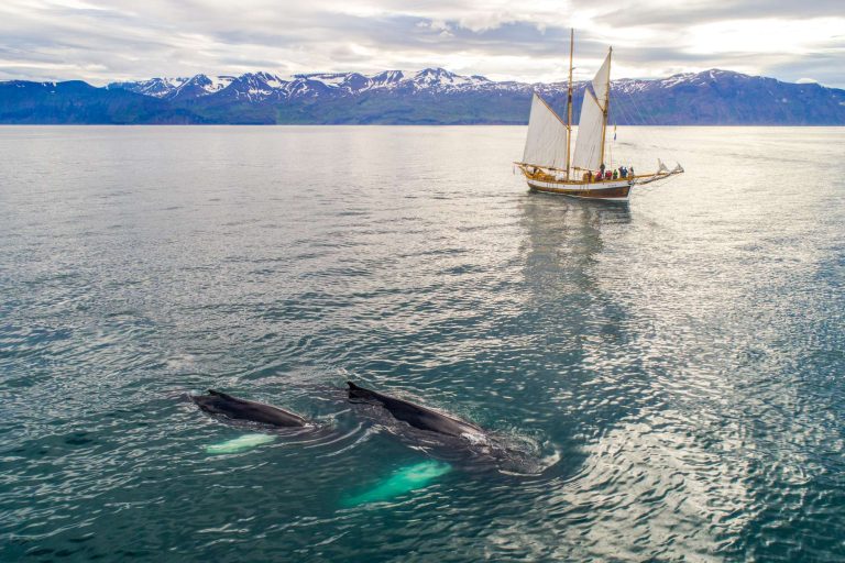 north iceland hildur humpback whales ns nick bondarev