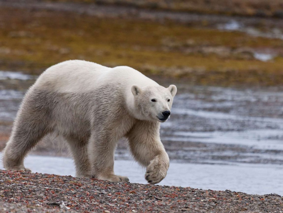 polar bear patrolling shoreline spitsbergen rth