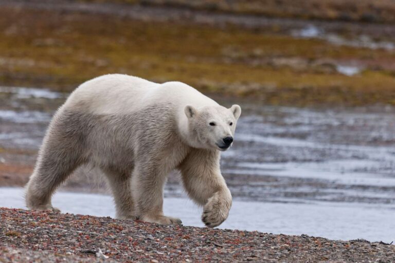 polar bear patrolling shoreline spitsbergen rth