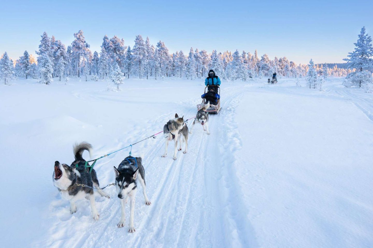 finland husky sledding at inari