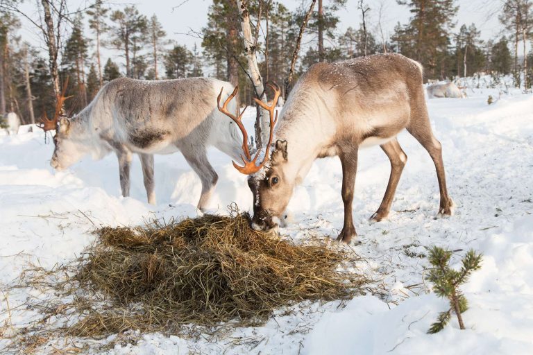 finland reindeer herders inari