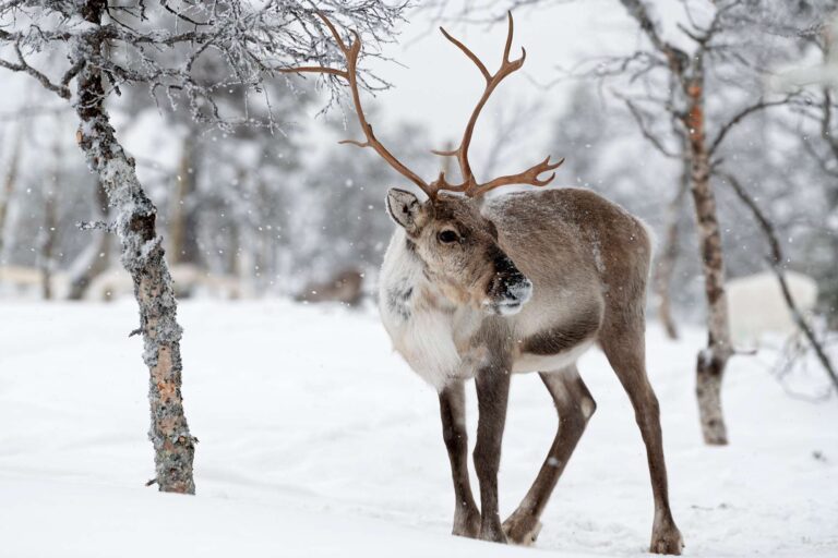 finnish lapland reindeer in inari landscape istk