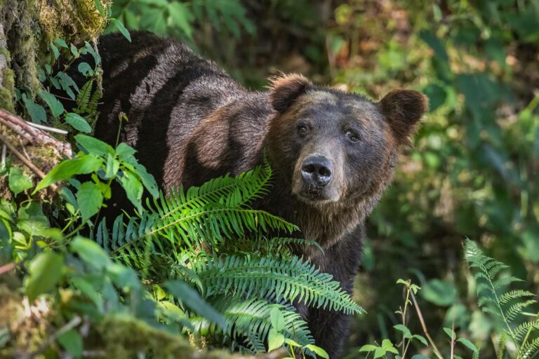 canada british columbia grizzly bear in forest near toba inlet kwr