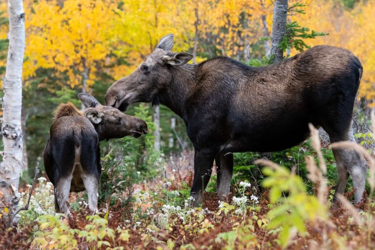 canada quebec moose and calf gaspesie national park istk