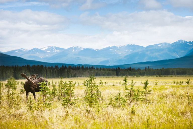 canada yukon kluane national park moose ctc