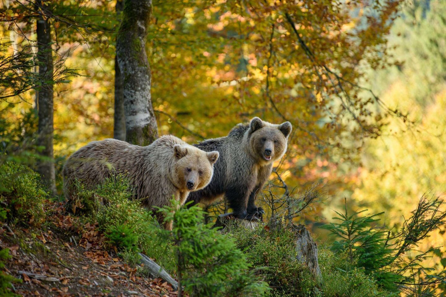 finland brown bears in forest autumn sunshine istk