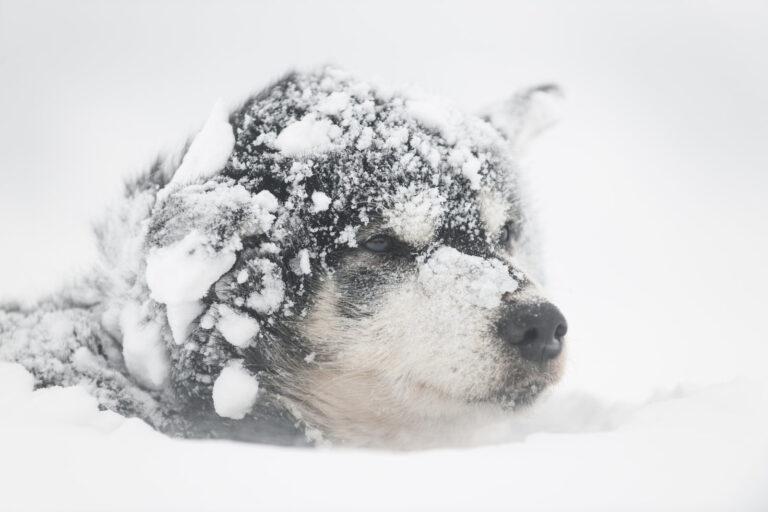 northern norway husky in deep snow tb
