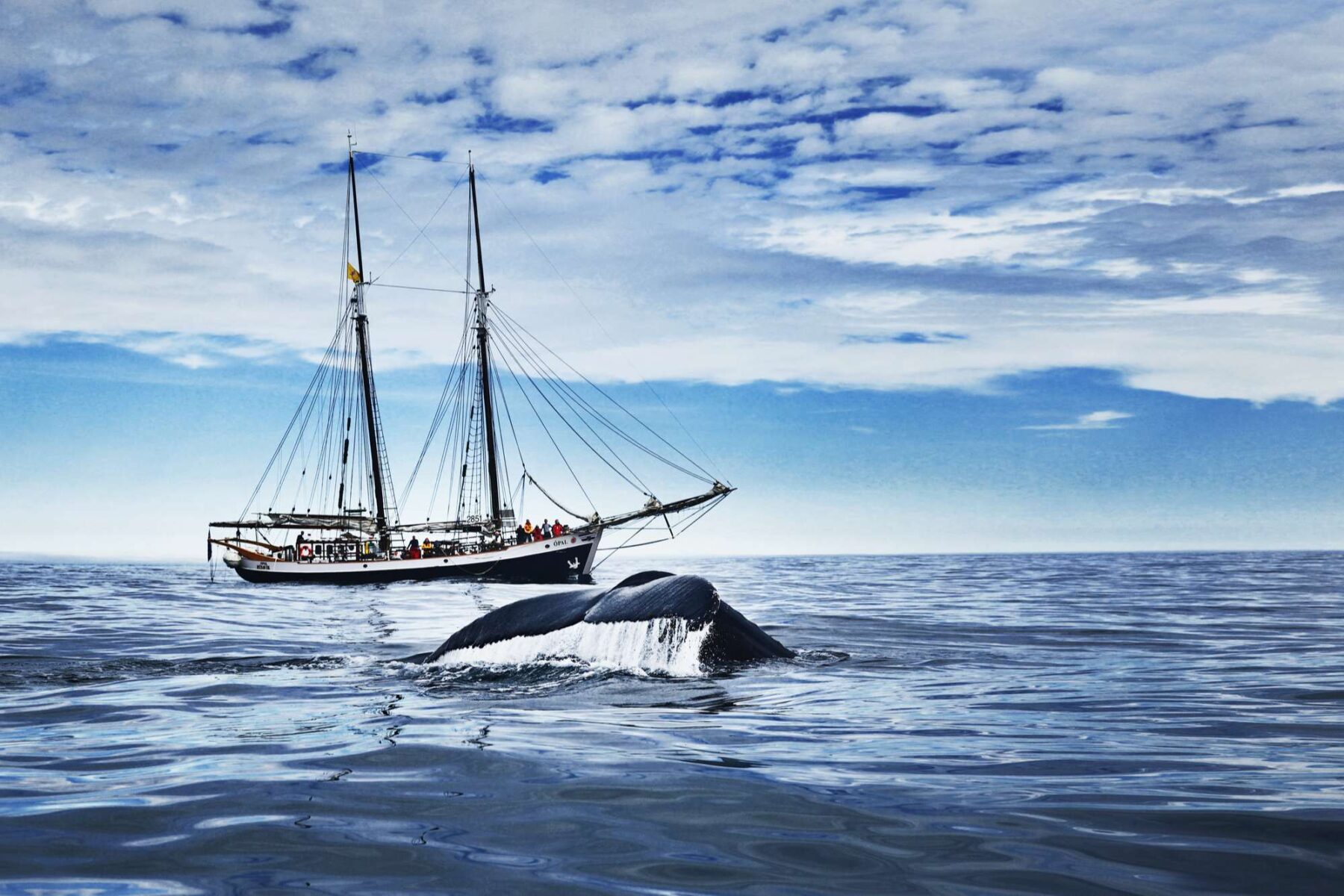 iceland whale watching aboard electric schooner opal ns