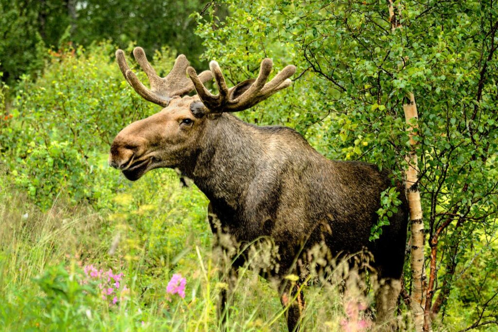 sweden bull moose in forest istk