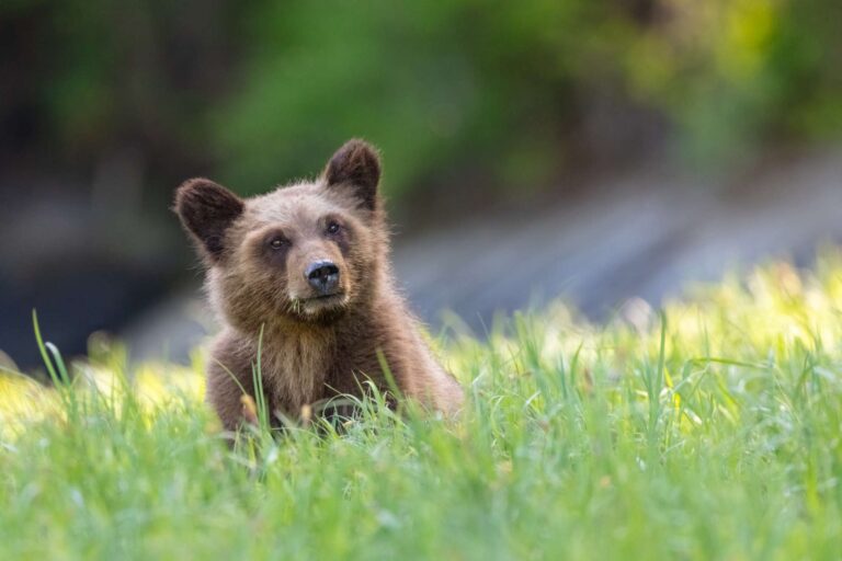canada grizzly bear cub in great bear rainforest istk