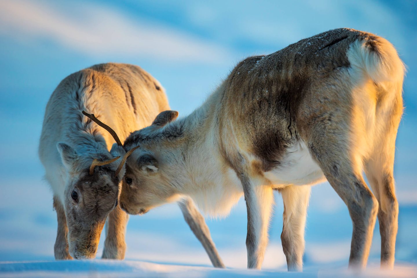 finland two reindeer interacting under winter sun istk