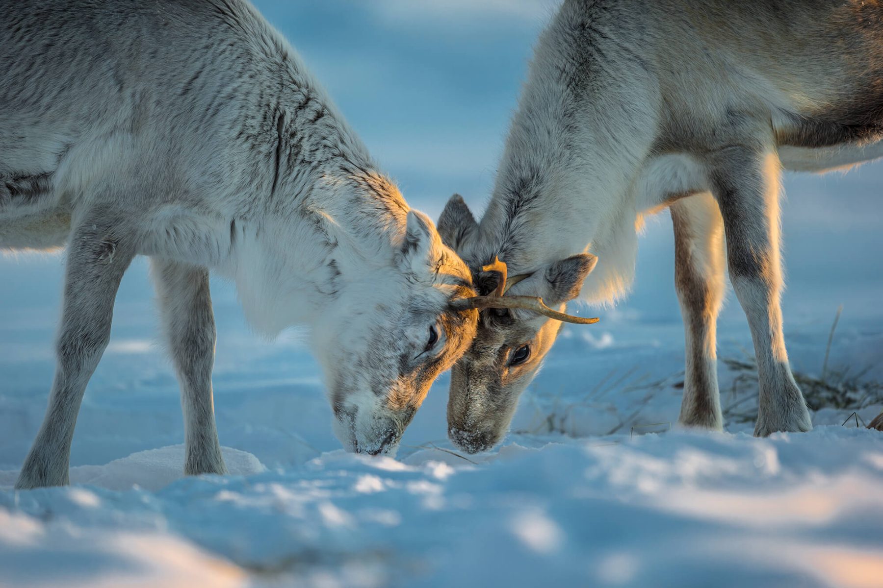 lapland reindeer interaction under warm winter light istk