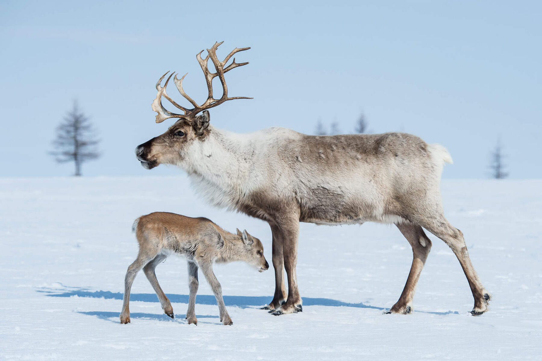lapland reindeer with calf in spring astk