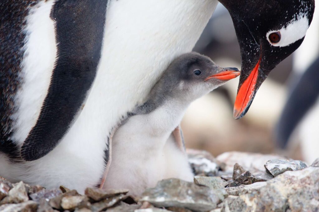 antarctica gentoo penguin and chick istk