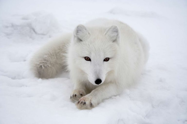 arctic fox winter istk