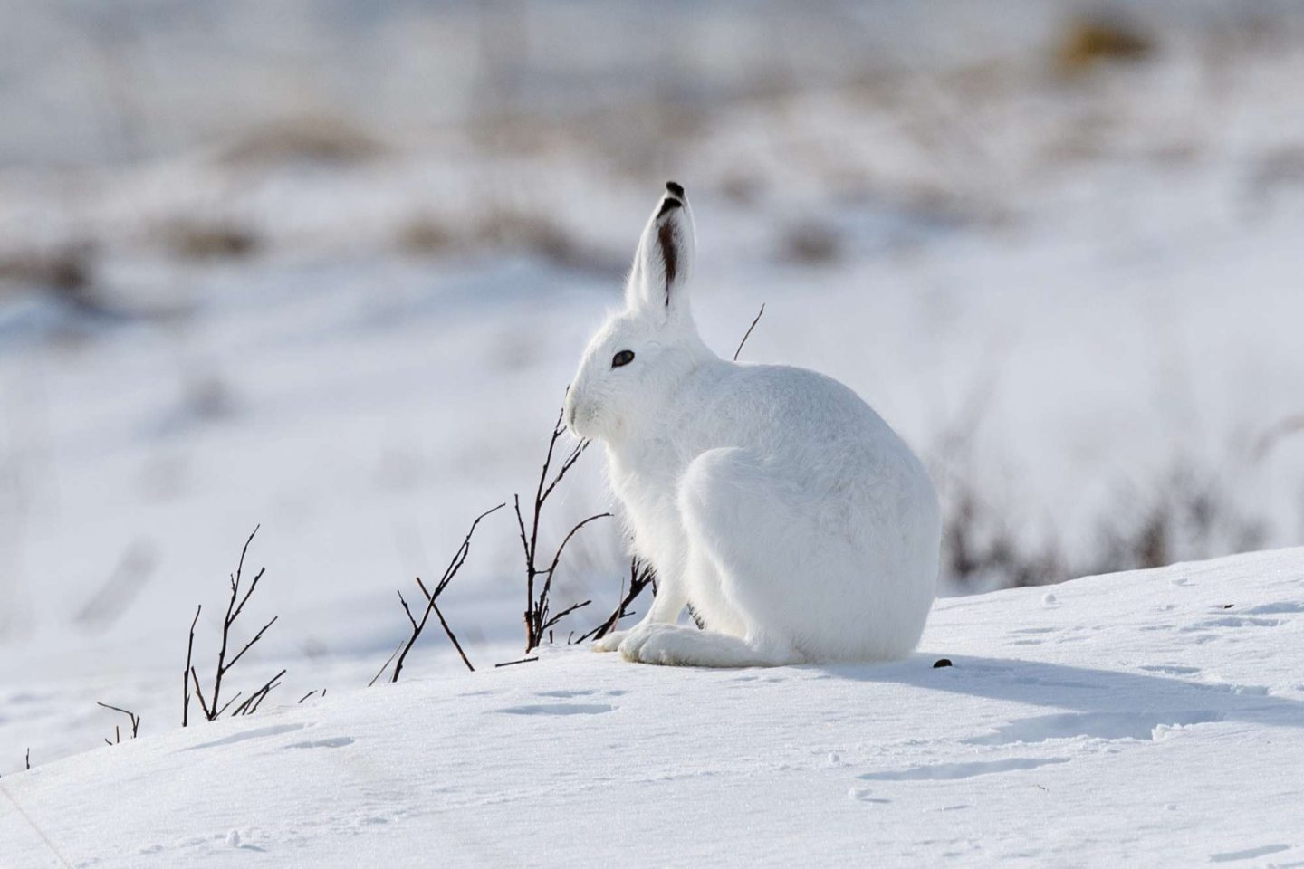 arctic hare on tundra astk