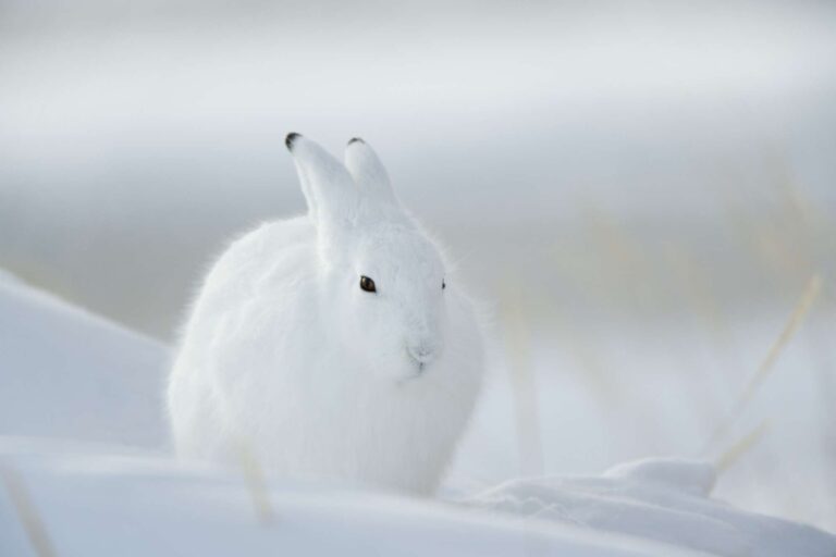 arctic hare winter adsk