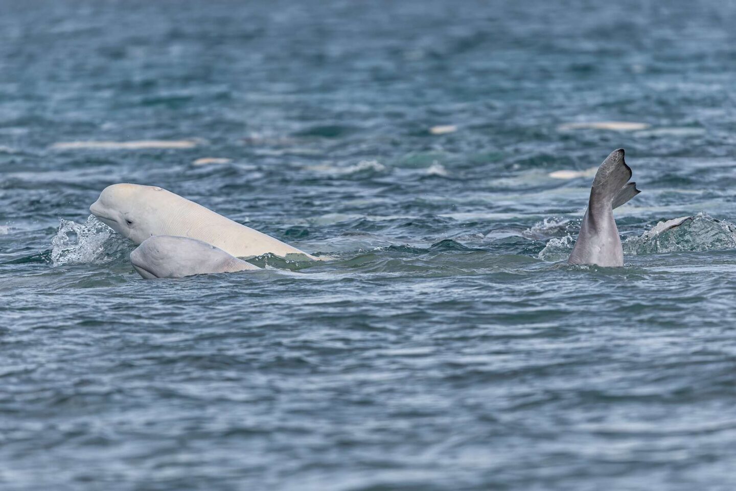 canada beluga whale nunavut istk