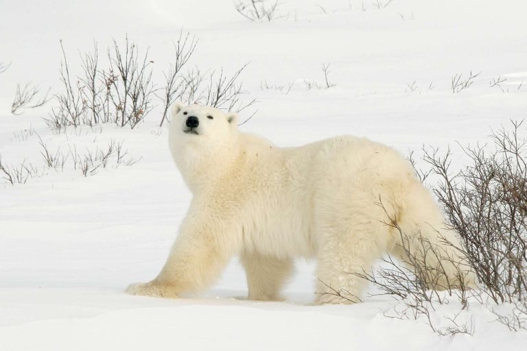 canada churhill polar bear prowling gc