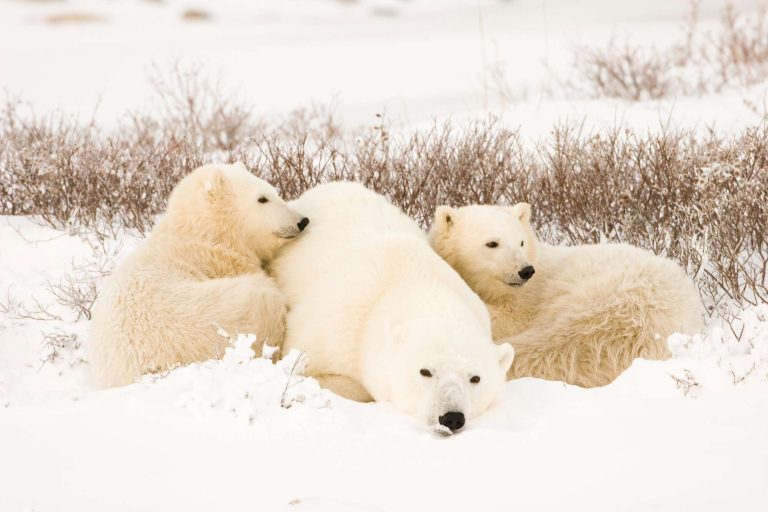 canada polar bear and cubs huddled on tundra istk