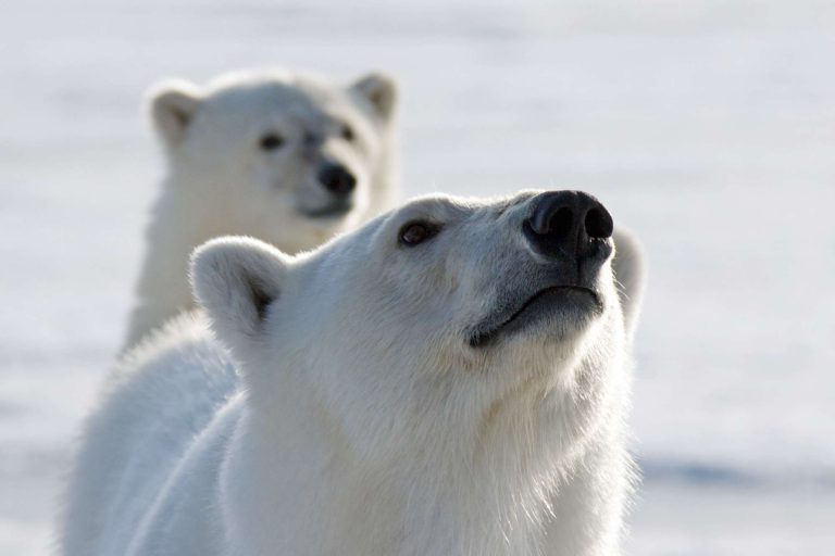 spitsbergen polar bear close up pq