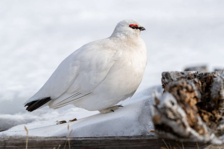 svalbard rock ptarmigan winter plumage istk