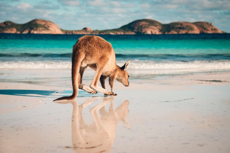australia kangaroo reflection on beach astk