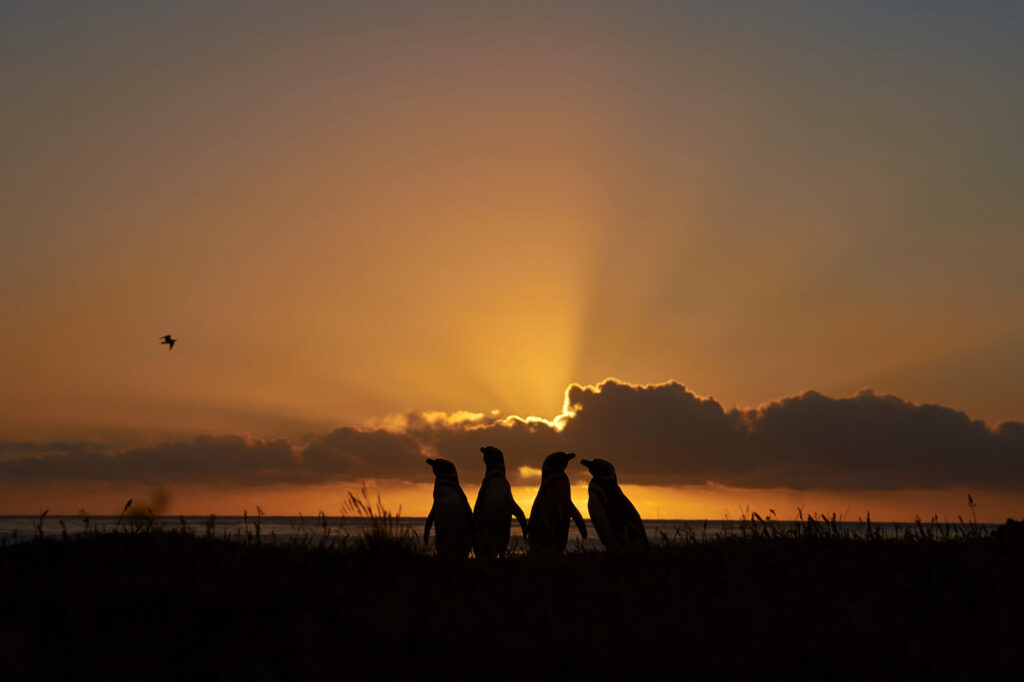 falkland islands magellanic penguins silhouetted against sunset istk